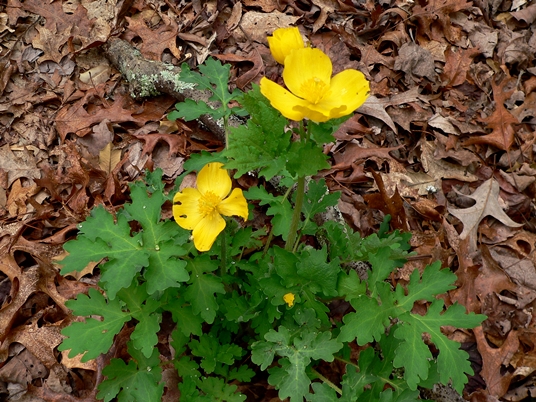 {Stylophorum diphyllum}